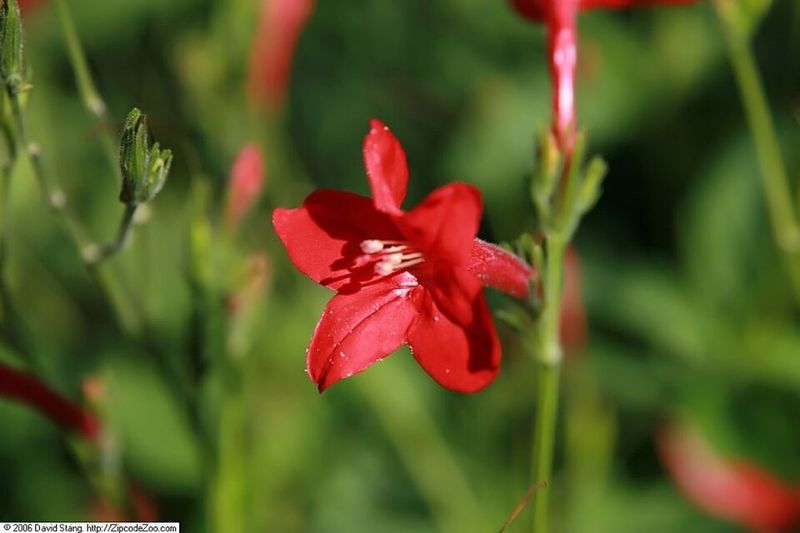 Red Ruellia