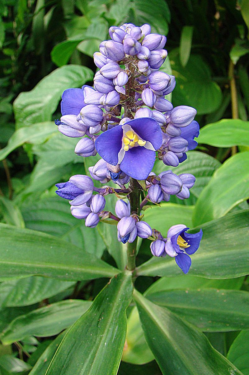 Blue Ginger