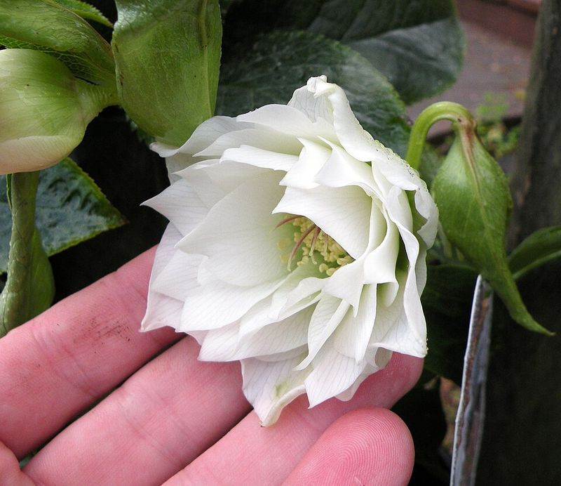 White Hellebore