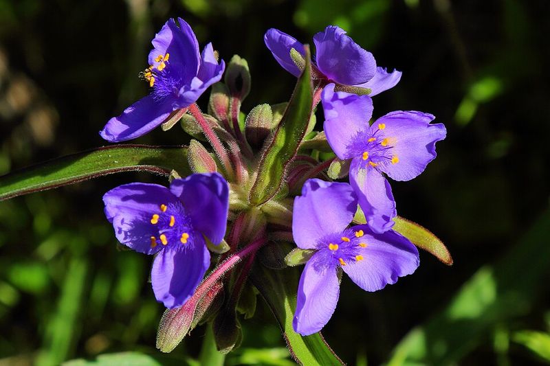 Spiderwort