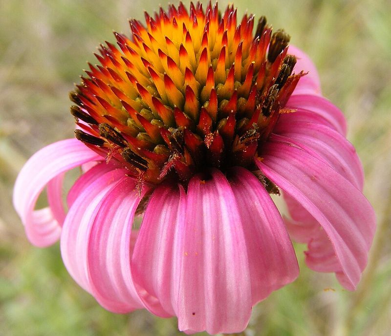 Pink Coneflower