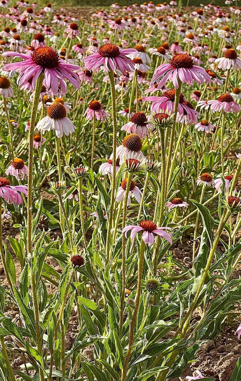 Coneflower