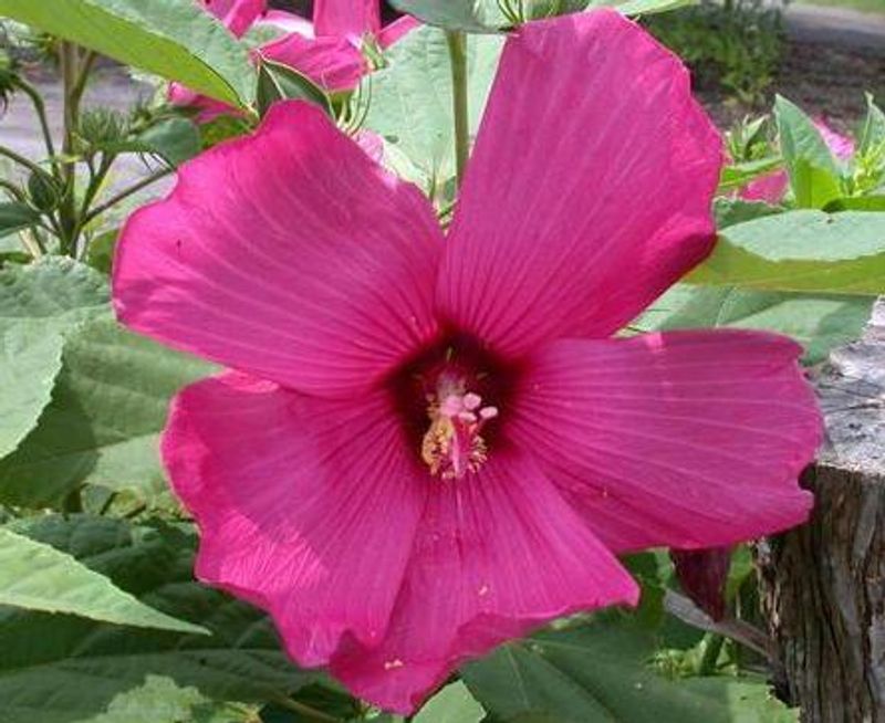 Hardy Hibiscus
