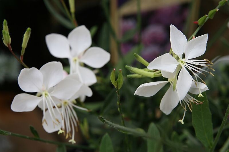 Gaura 'Whirling Butterflies'