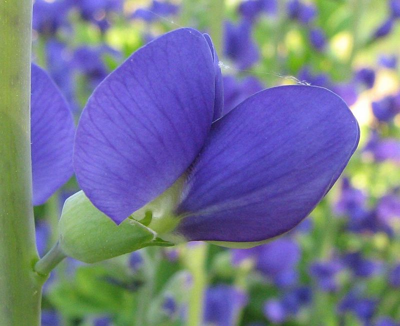 Blue False Indigo