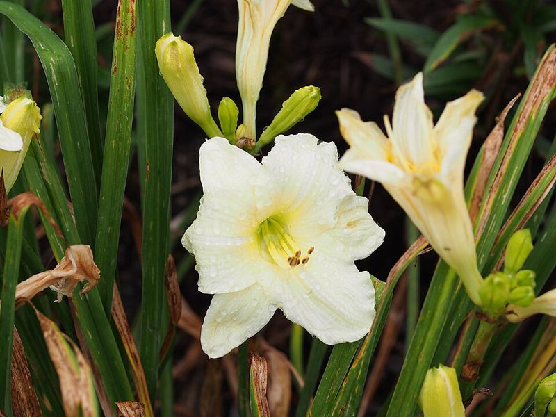 Daylily 'Joan Senior'