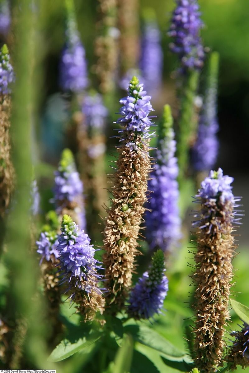 Veronica spicata 'Royal Candles'
