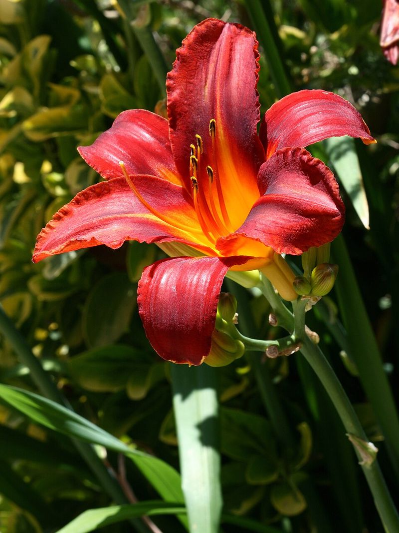 Daylily