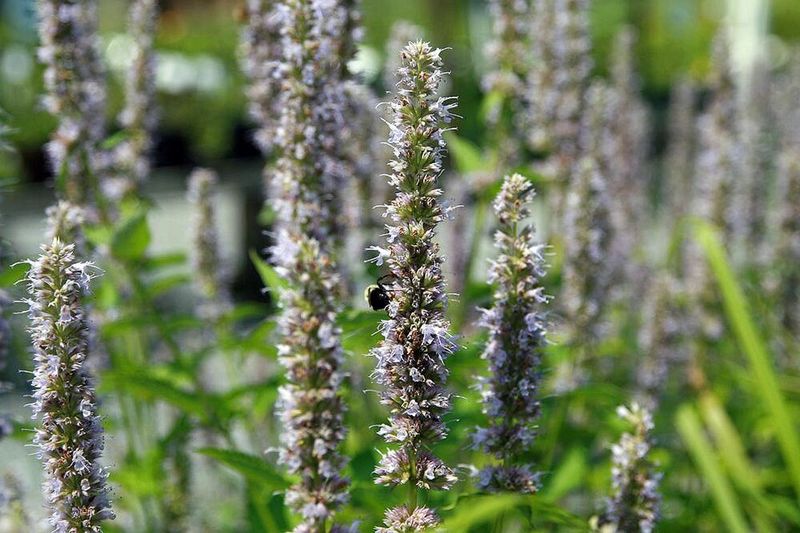 Agastache 'Blue Fortune'