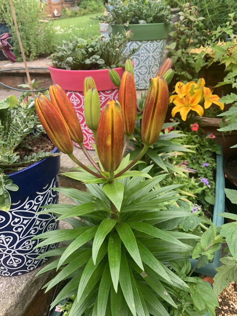 Asiatic Lily 'Tiny Orange Sensation'