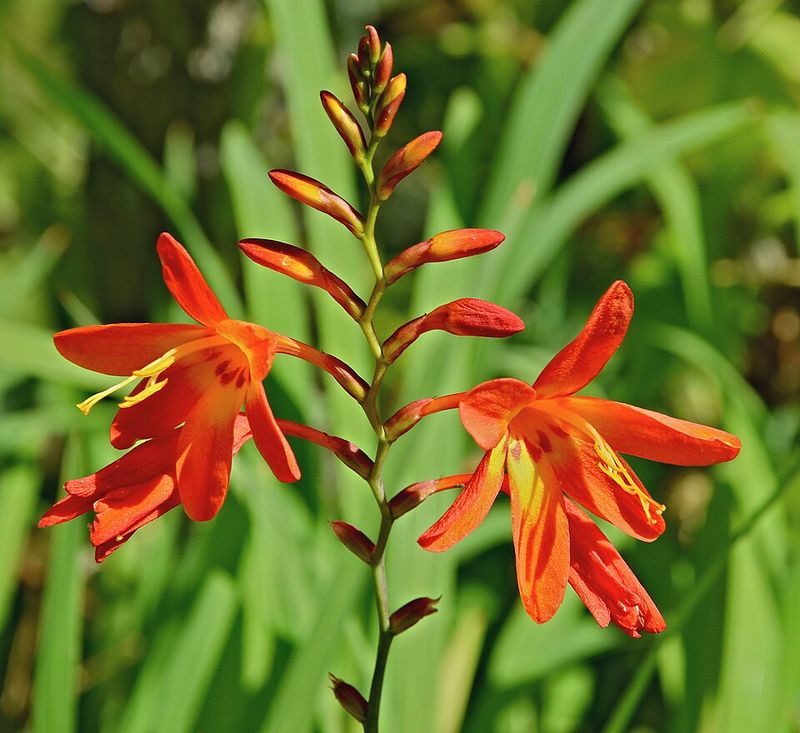 Crocosmia