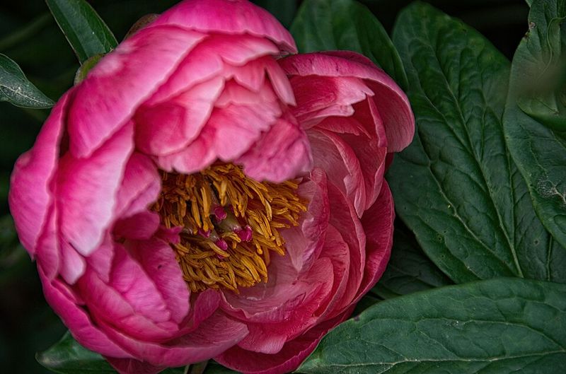 Peony 'Coral Charm'