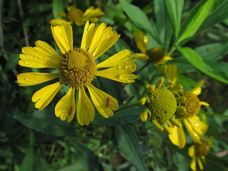 Sneezeweed
