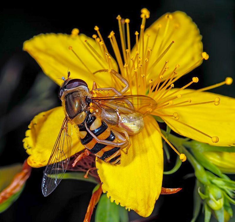 St. John's Wort