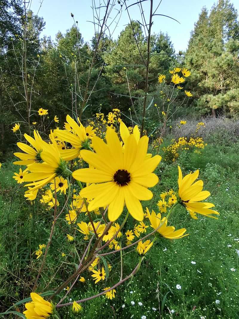 Swamp Sunflower