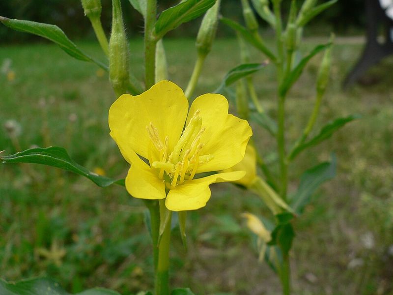 Sundrops