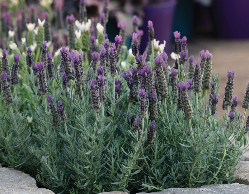 Anouk Lavender