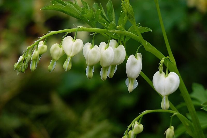 White Bleeding Heart