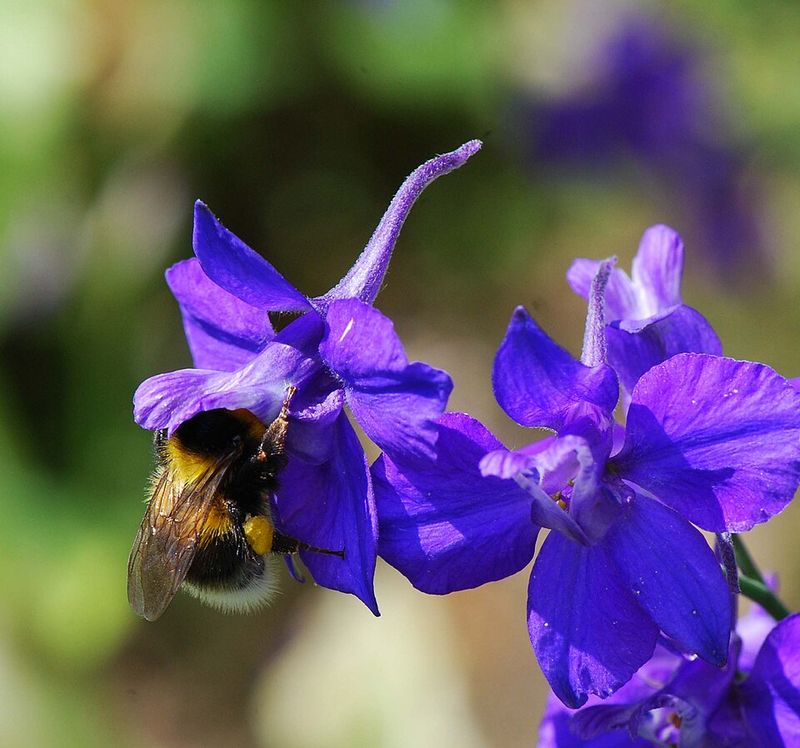 Delphinium