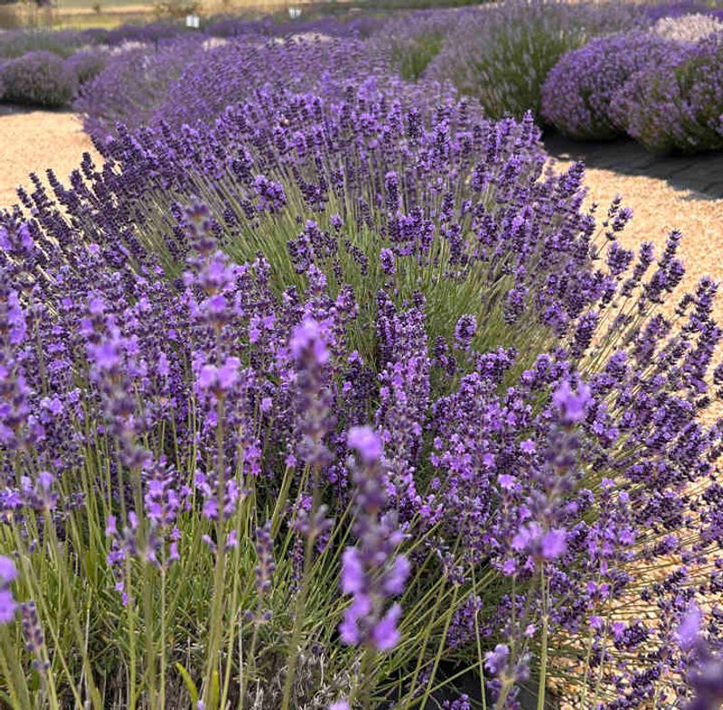Royal Velvet Lavender