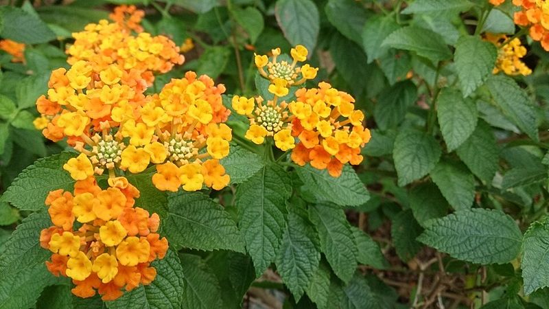 Orange Lantana