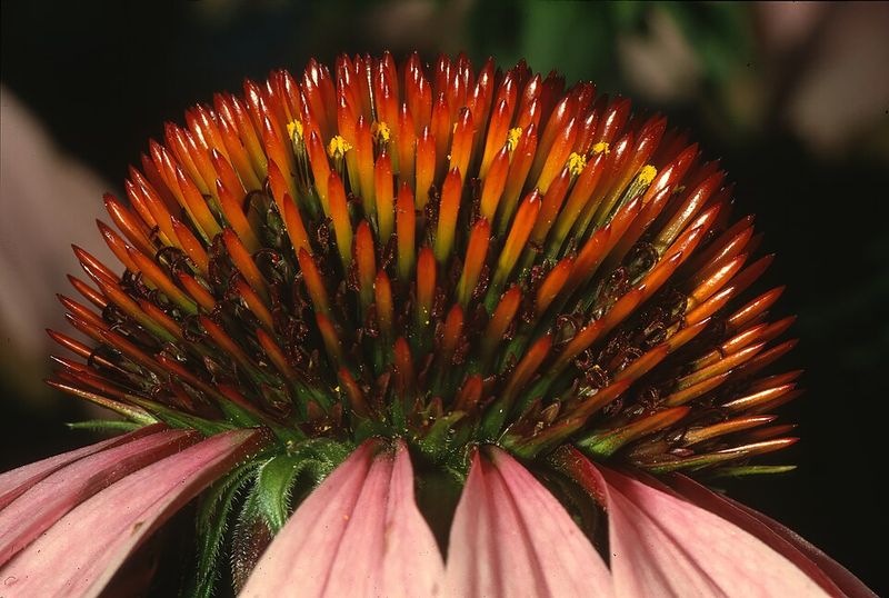 Coneflower 'Sombrero Adobe Orange'