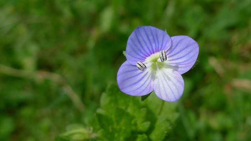 Creeping Speedwell