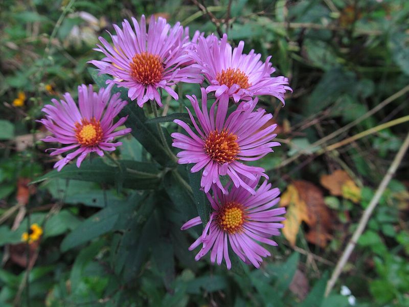 New England Aster