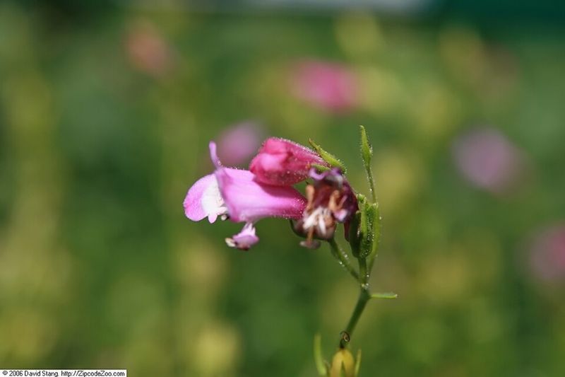 Penstemon 'Red Rocks'