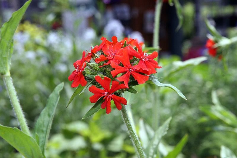 Maltese Cross