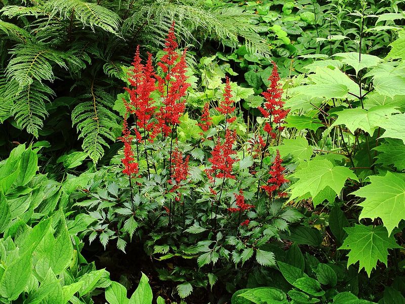 Red Astilbe