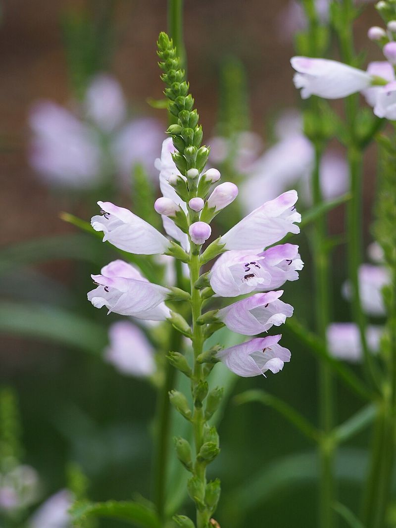 Obedient Plant