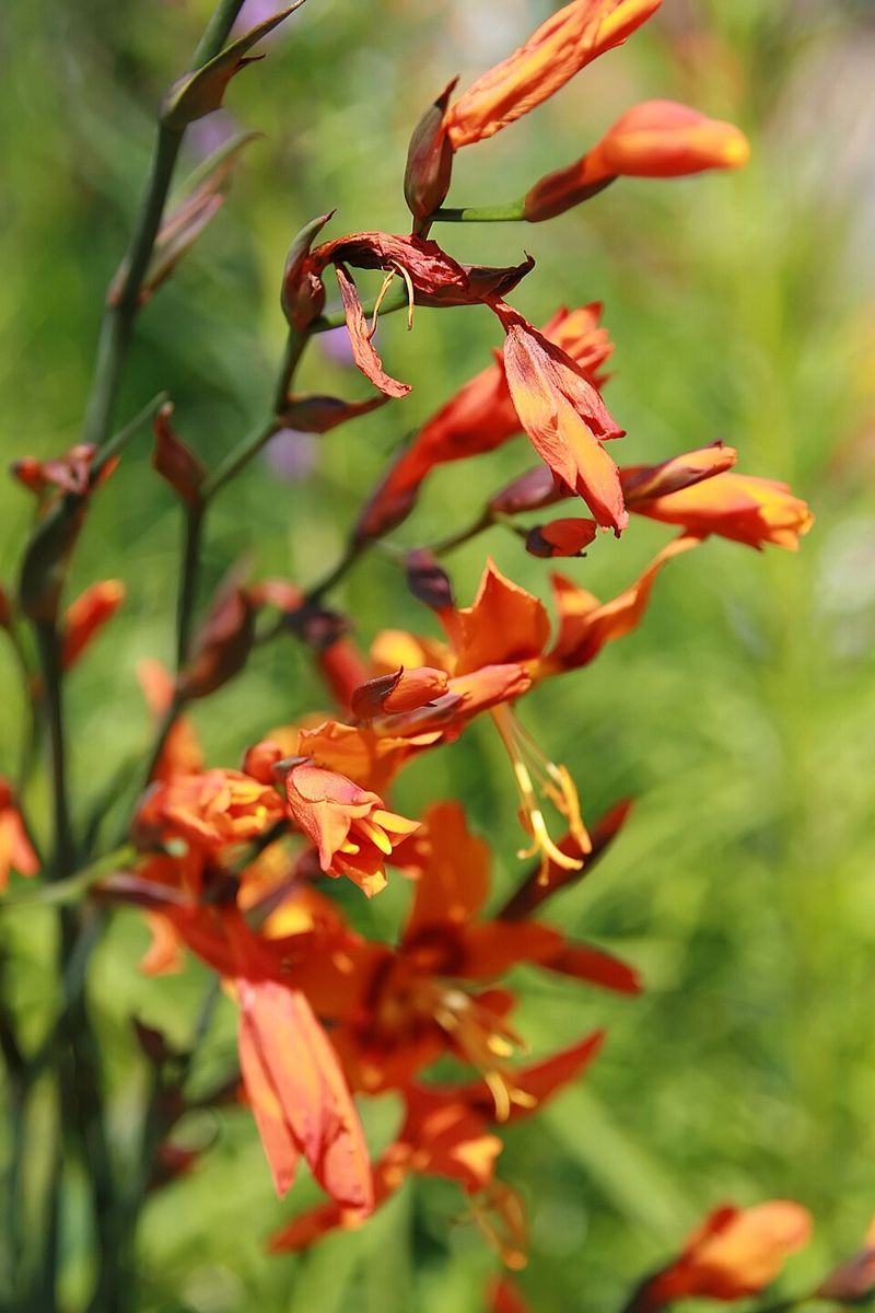 Crocosmia