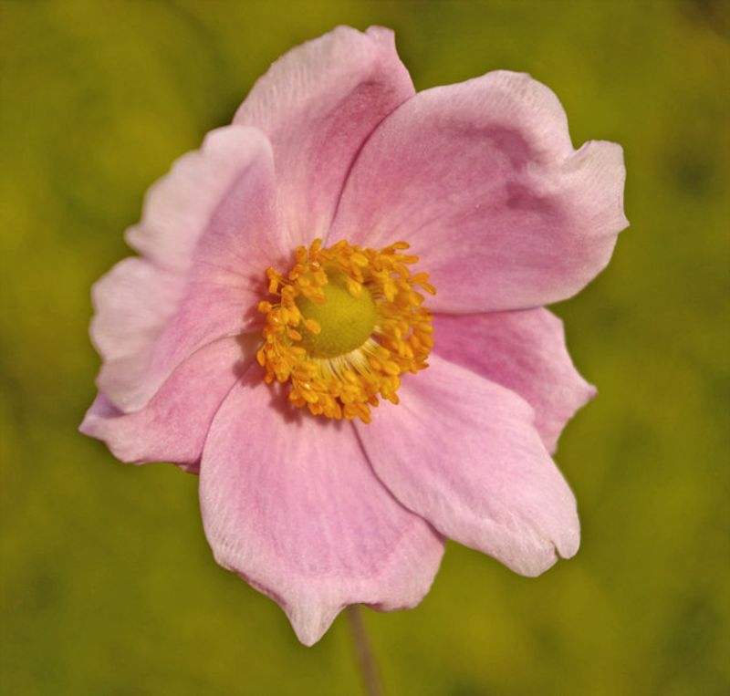 Japanese Anemone