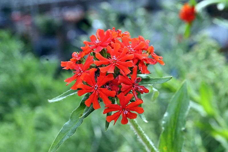 Maltese Cross