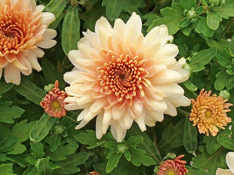 Garden Mum