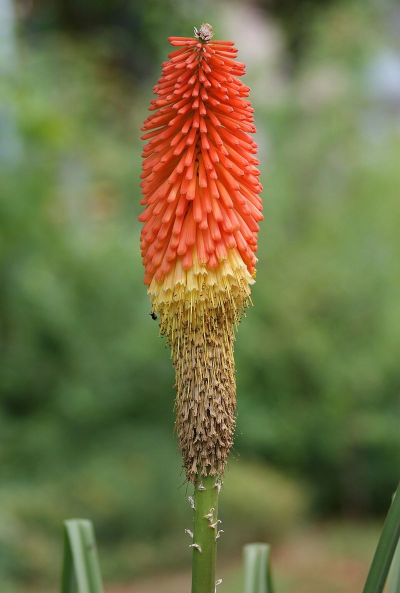 Torch Lily