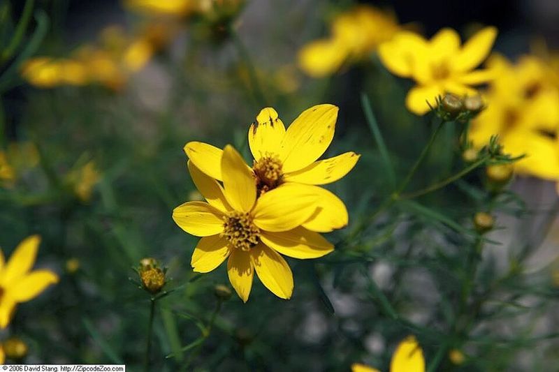 Coreopsis 'Zagreb'