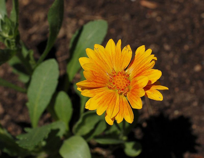 Blanket Flower