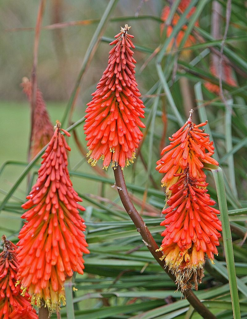 Torch Lily