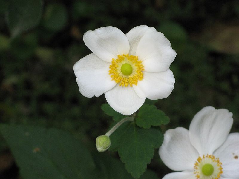 Japanese Anemone 'Honorine Jobert'