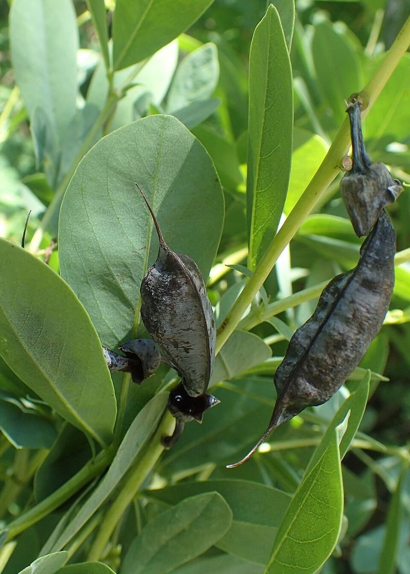 Baptisia