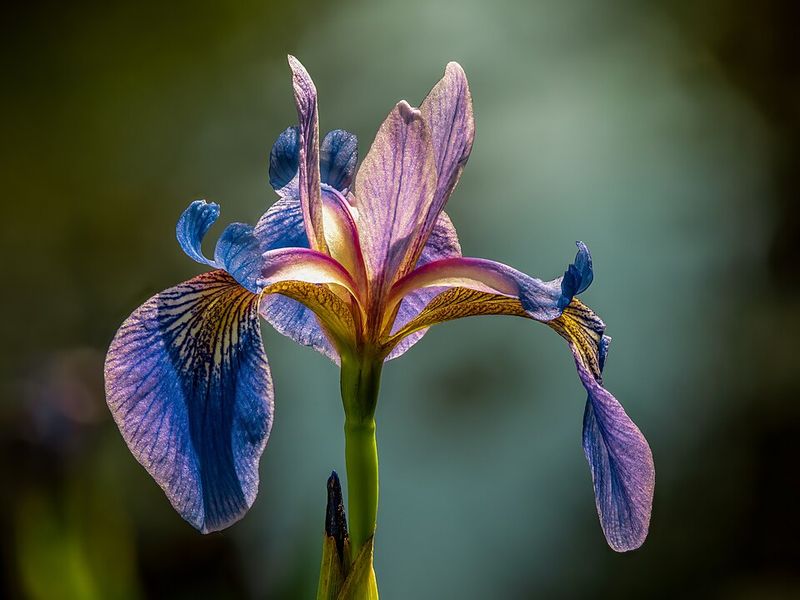 Siberian Iris