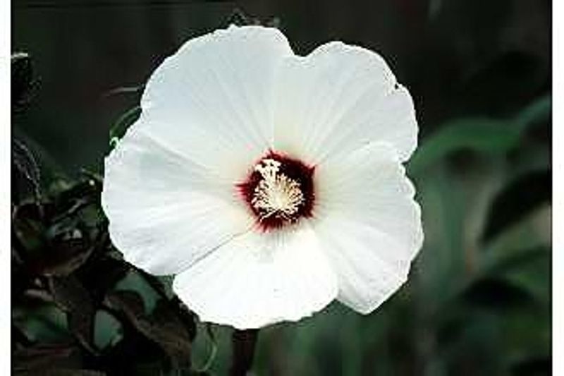 Hardy Hibiscus