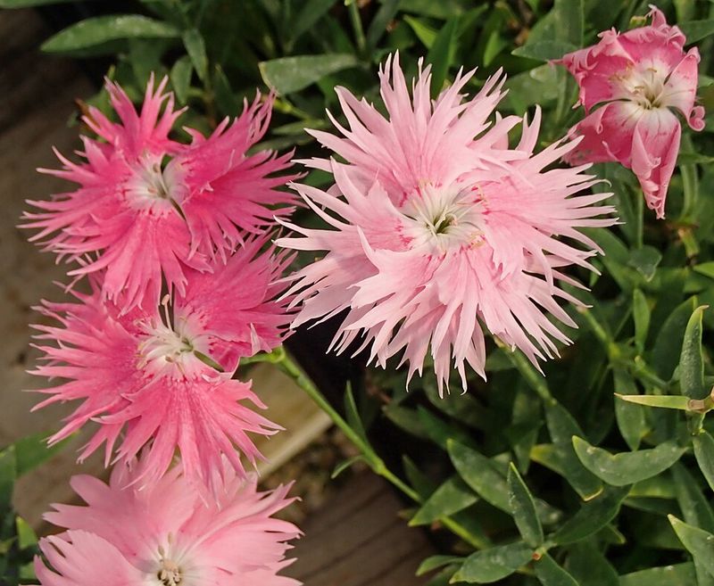 Dianthus