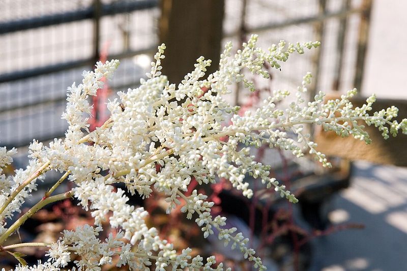 Astilbe 'Bridal Veil'