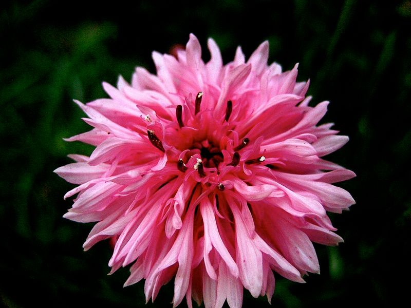 Bee Balm