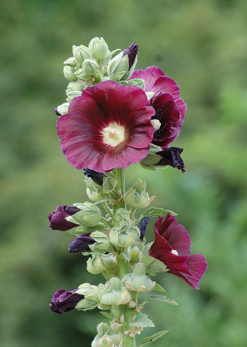 Alcea rosea