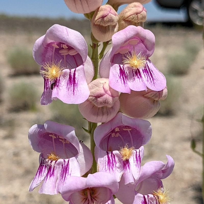 Penstemon