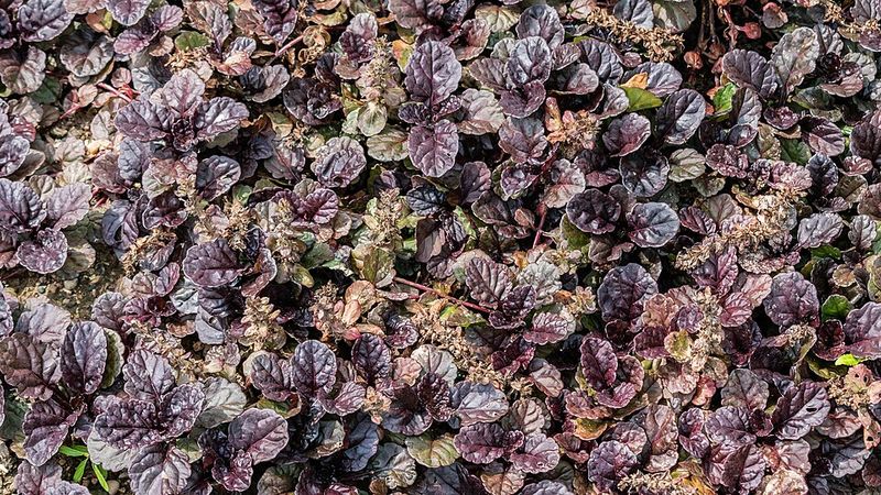 Ajuga reptans